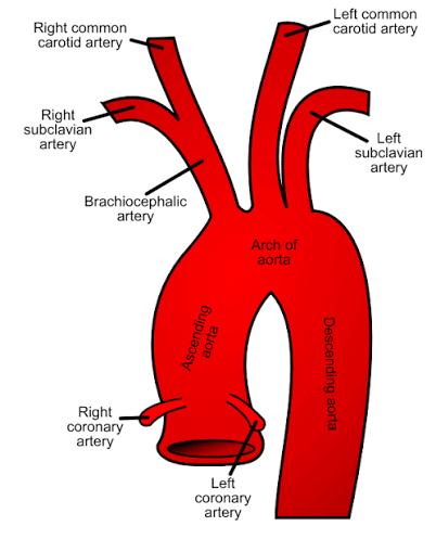 <p>Answer: The left subclavian artery.</p><p>Extra Information:</p><ul><li><p>It supplies the left upper limb.</p></li></ul><p></p>