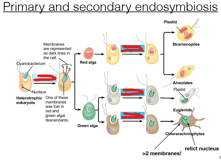 <p>what event caused these evolutions in algae?</p>