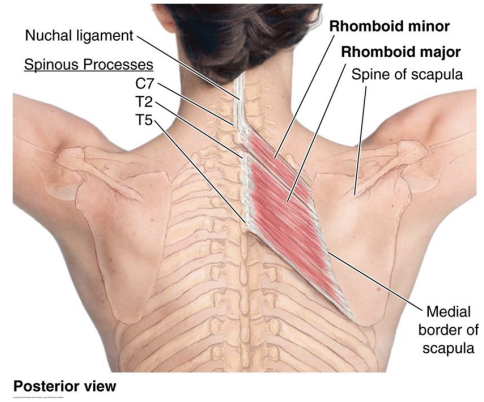<p>Rhomboid minor and major</p>