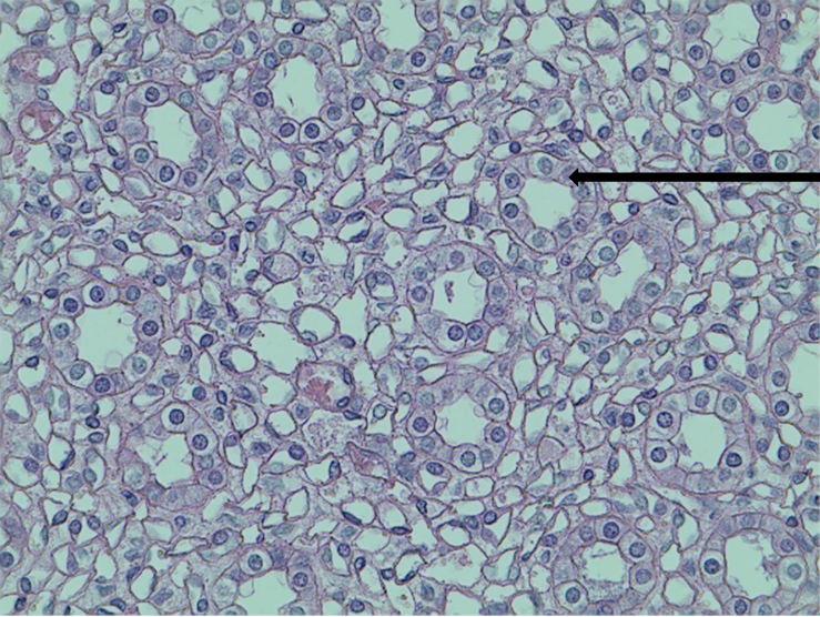 <p>what tissue is this? </p>