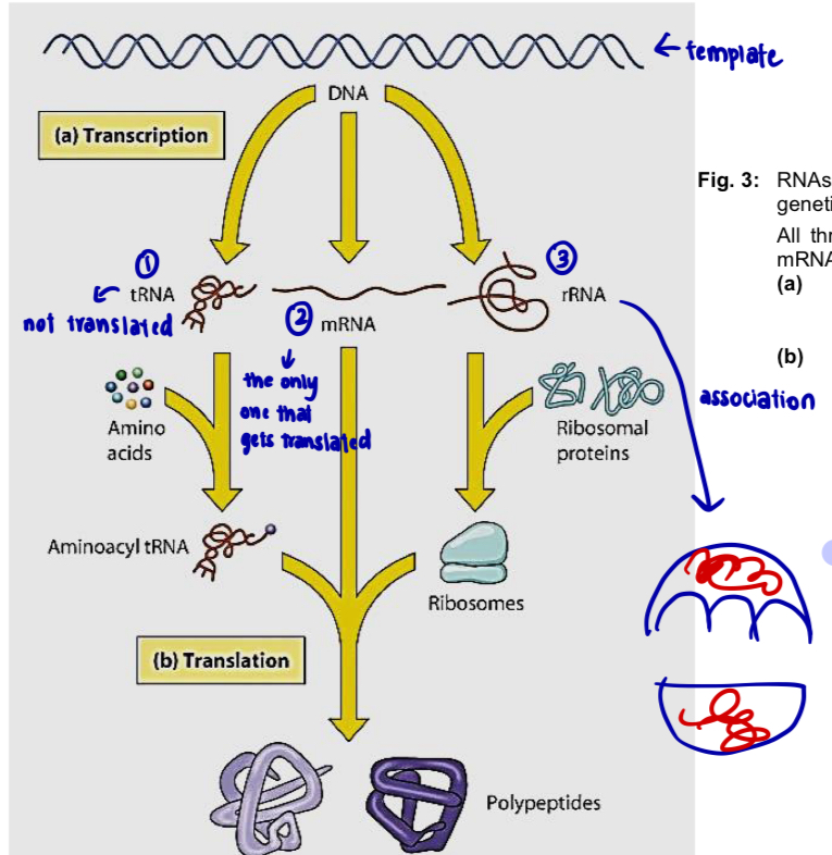 <p>Types of RNA & their functions</p><ol><li><p><mark data-color="yellow" style="background-color: yellow; color: inherit;">Messenger RNA (mRNA)</mark></p></li></ol><ul><li><p><strong>carries</strong> <strong><u>information</u></strong>, which <strong><u>codes</u></strong> for <strong>amino acid sequences</strong>, from DNA to ribosomes</p></li></ul><ol start="2"><li><p><mark data-color="blue" style="background-color: blue; color: inherit;">Transfer RNA (tRNA)</mark></p></li></ol><ul><li><p>serves as an <strong>adaptor molecule</strong> in protein synthesis</p></li><li><p><strong><u>translates</u> mRNA codon sequence</strong> into <strong>amino acid </strong>sequence</p></li></ul><ol start="3"><li><p><mark data-color="red" style="background-color: red; color: inherit;">Ribosomal RNA (rRNA)</mark></p></li></ol><ul><li><p>plays <strong>catalytic</strong> and <strong>structural</strong> roles in ribosomes</p></li></ul><p>*not all enzymes are proteins</p><p></p><ol start="4"><li><p>Small nuclear RNA (snRNA)</p></li></ol><ul><li><p>plays <strong>catalytic</strong> and <strong>structural</strong> roles in <strong>spliceosomes</strong>, the complexes of protein and RNA that carry out splicing of pre-mRNA</p></li></ul><ol start="5"><li><p>Small interfering RNA (siRNA) & microRNA (miRNA)</p></li></ol><ul><li><p>involved in regulation of gene expression</p></li></ul><p></p>