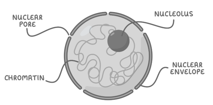 <p>Contains genetic information and nucleolus, surrounded by a nuclear membrane containing pores.</p><p>Controls the cells activities, contains (DNA) instructions to produce proteins. Synthesis of ribosomes. Substances can enter/leave the nucleus via pores.</p>
