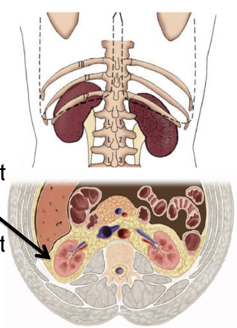 <ul><li><p>about the size of your clenched fist</p></li><li><p>posterior to the abdominal wall (behind ribs to back)</p></li><li><p>partially protected by ribcage (bottom floating ribs)</p></li><li><p>surrounded by perirenal fat to absorb mechanical shocks</p></li><li><p>receive 20-25% of CO but are only 0.4% of body mass (very high rate of blood flow!!)</p></li></ul><p></p>