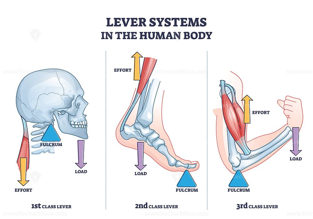 <p><strong>A</strong>hhh<strong>R F</strong>rig it’s levers: ARF </p><ol><li><p>1st class levers: <strong>A</strong>xis in the middle </p></li><li><p>2nd class levers: <strong>R</strong>esistance in the middle </p></li><li><p>3rd class levers: <strong>F</strong>orce in the middle </p></li></ol><p></p>