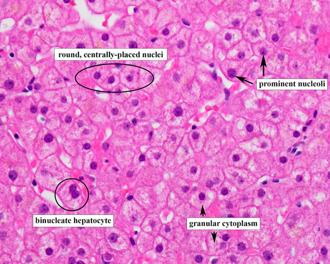 <p><span style="line-height: 18.4px;">Hepatocytes</span></p>