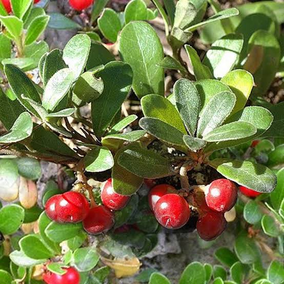 <p>found worldwide in north, related to blueberry, <em>early-to-mid successiona</em>l</p>
