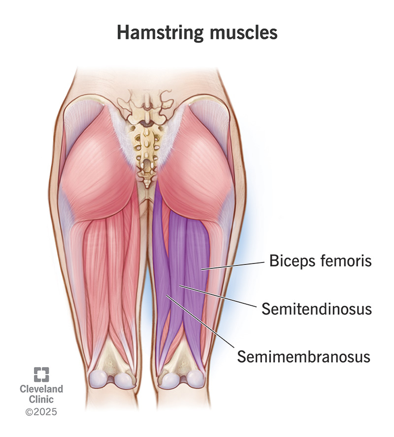 <p>Semitendinosus</p>