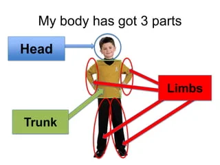 <p>Core (trunk)</p>
