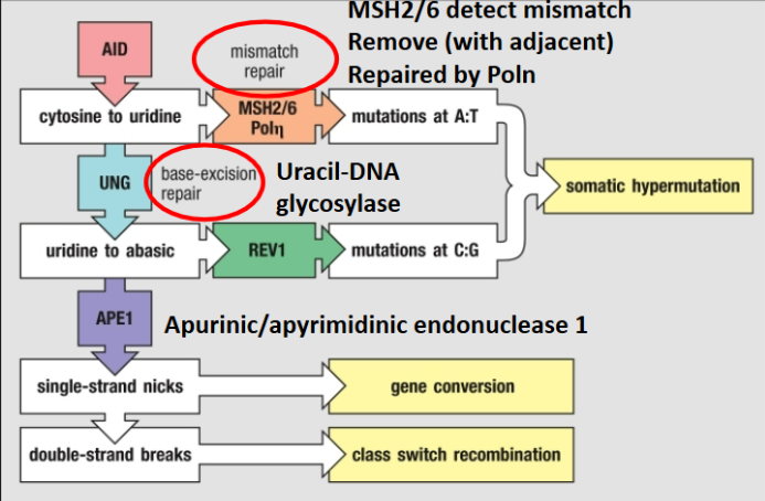 <p>Expressed by germinal center B-cells, causes random mutations in V genes</p><ul><li><p>B cells with successful mutations can move to dark zone and undergo rounds of division</p></li><li><p>If mutations weakens affinity for antigen it will no longer receive T-cell help(Dies)</p></li><li><p>If mutation strengthens affinity, it receives T cell help and will proliferation and differentiate</p></li><li><p>Is positive selection, ensures only a few B-cell clones are highly responsive to the antigen</p></li></ul><p></p><p>AID Mechanism:</p><ul><li><p>Switch regions = G-rich, as transcription occurs G-rich RNA invades DNA duplex and binds to C-rich template strand creating an R-loop, this R loop provides a binding site</p></li><li><p>AID = C to U mutations, processed by Uracil DNA Glycosylase(UNG) and APE1 creating DNA nicks on both strands</p></li><li><p>DNA is cut and sewed to different antibody constant regions = Class switching</p></li><li><p>Just AID or just UNG mechanism = somatic hypermutation</p></li></ul><p></p>