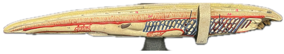 <p>In this model of a lancelet, what is number 6 pointing to?</p>