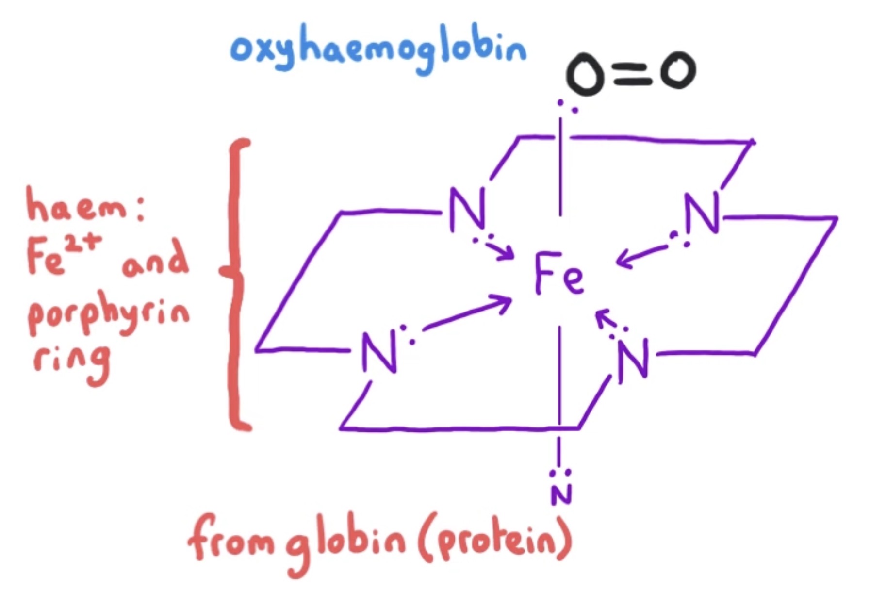 <p>octahedral complex of iron (II)</p><p></p><p>horizontal plane</p><ul><li><p>haem group: Fe<sup>2+</sup> and porphyrin ring</p></li></ul><ul><li><p>4 co-ordinate bonds from N atoms to Fe<sup>2+</sup></p></li></ul><p></p><p>vertical plane</p><ul><li><p>below: 1 co-ordinate bond from N atom in globin to Fe<sup>2+</sup></p></li><li><p>above: 1 co-ordinate bond from O<sub>2</sub> to Fe<sup>2+</sup></p></li></ul><p></p>