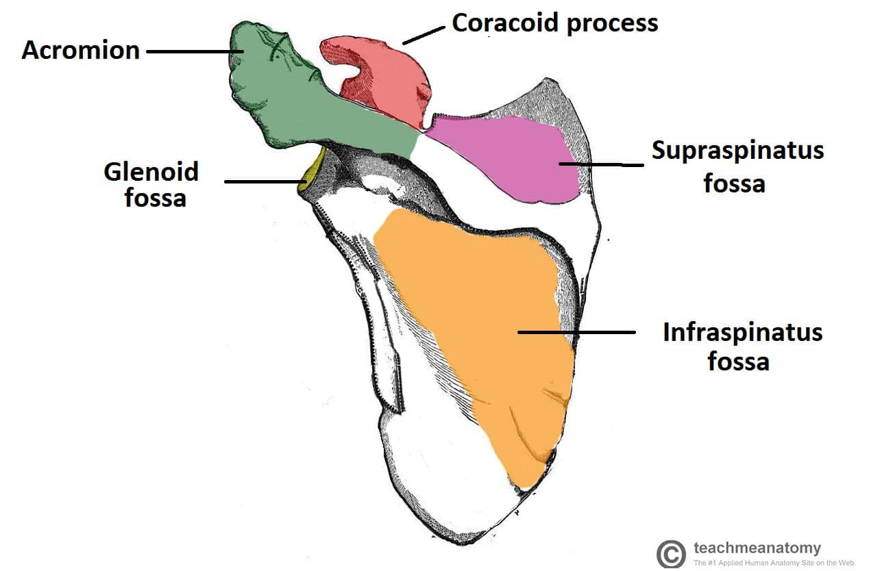 <p>A fossa is an elongated basin-like depression in a bone. Example: glenoid fossa of the scapula.</p>
