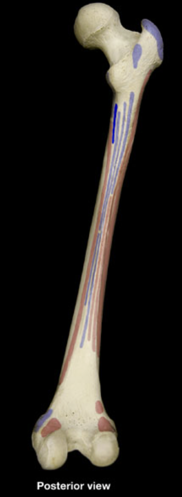 <p>proximal shaft of femur (posterior)</p>