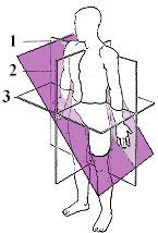 <p>what planes of section is the purple area?</p>