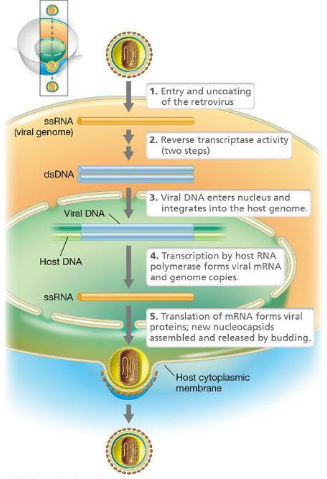 <ol><li><p>Virus enters the cell; it fuses to the cytoplasmic membrane at receptor sites </p></li><li><p>Envelope is removed. Genome and enzymes remain in the core </p></li><li><p>Reverse transcription leads to the creation of a linear double-stranded DNA that enters the nucleus </p></li><li><p>Retroviral DNA integrates into the host genome similar to a temperate bacteriophage </p></li><li><p>Transcription leads to the formation of mRNAs and viral RNA genome </p></li><li><p>Genomic RNA and nucleocapsids assemble </p></li><li><p>Enveloped virions are released from the cell by budding </p></li></ol><p></p>