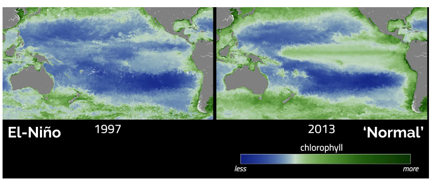 <ul><li><p>Less primary production (chlorophyll) during El-Nino compared to ‘normal’</p></li><li><p>During El Nino = fewer nutrients for the food web</p></li><li><p>More chlorophyll = more phytoplankton = more productivity/nutrients </p></li></ul><p></p>