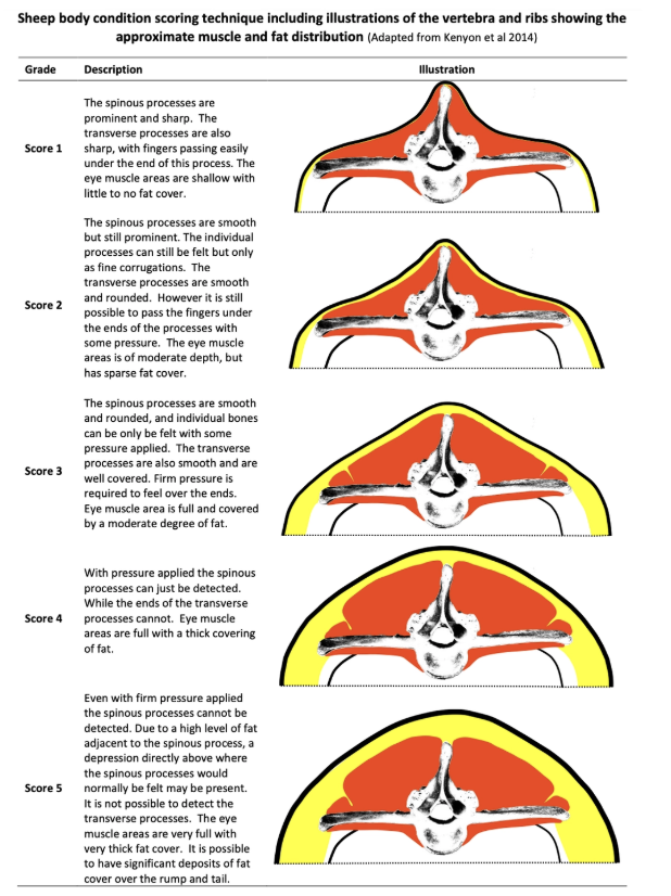 <ol><li><p>MM</p></li><li><p>BCS = Palpate lumbar dorsal and transverse processes</p></li><li><p>Weight</p></li></ol><p>→ Can perform quickly on large number of animals (50 - 100)</p>
