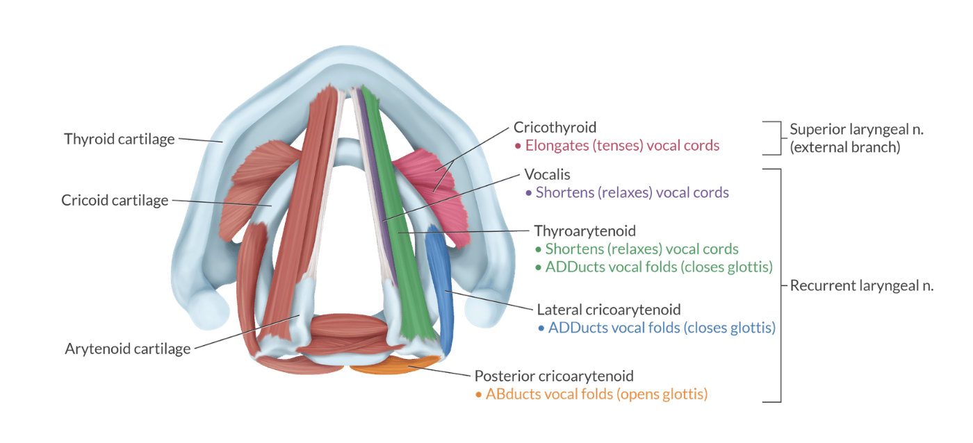 <p>thyroarytenoid=  (shortens) “They Relax”</p><p>cricothyroid= tenses/ elongates “cords tense” </p><p>posterior cricoarytenoid= ABducts</p><p>lateral cricoarytenoid= ADDucts</p>