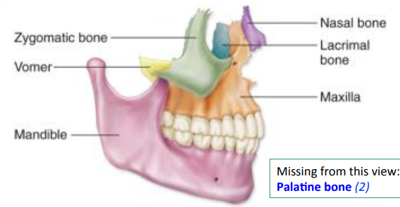 <p>mandible, maxillary bone (maxilla), palatine bone, zygomatic bones, lacrimal bones, nasal bone, vomer bone</p>
