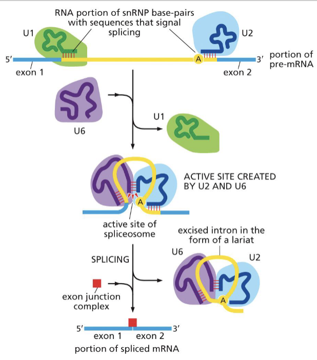<p>the snRNA and snRNPs tag the beginning and end of introns for removal and U6 and U2 excise lariat</p>