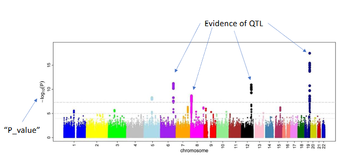 <p>The result of a GWAS</p>