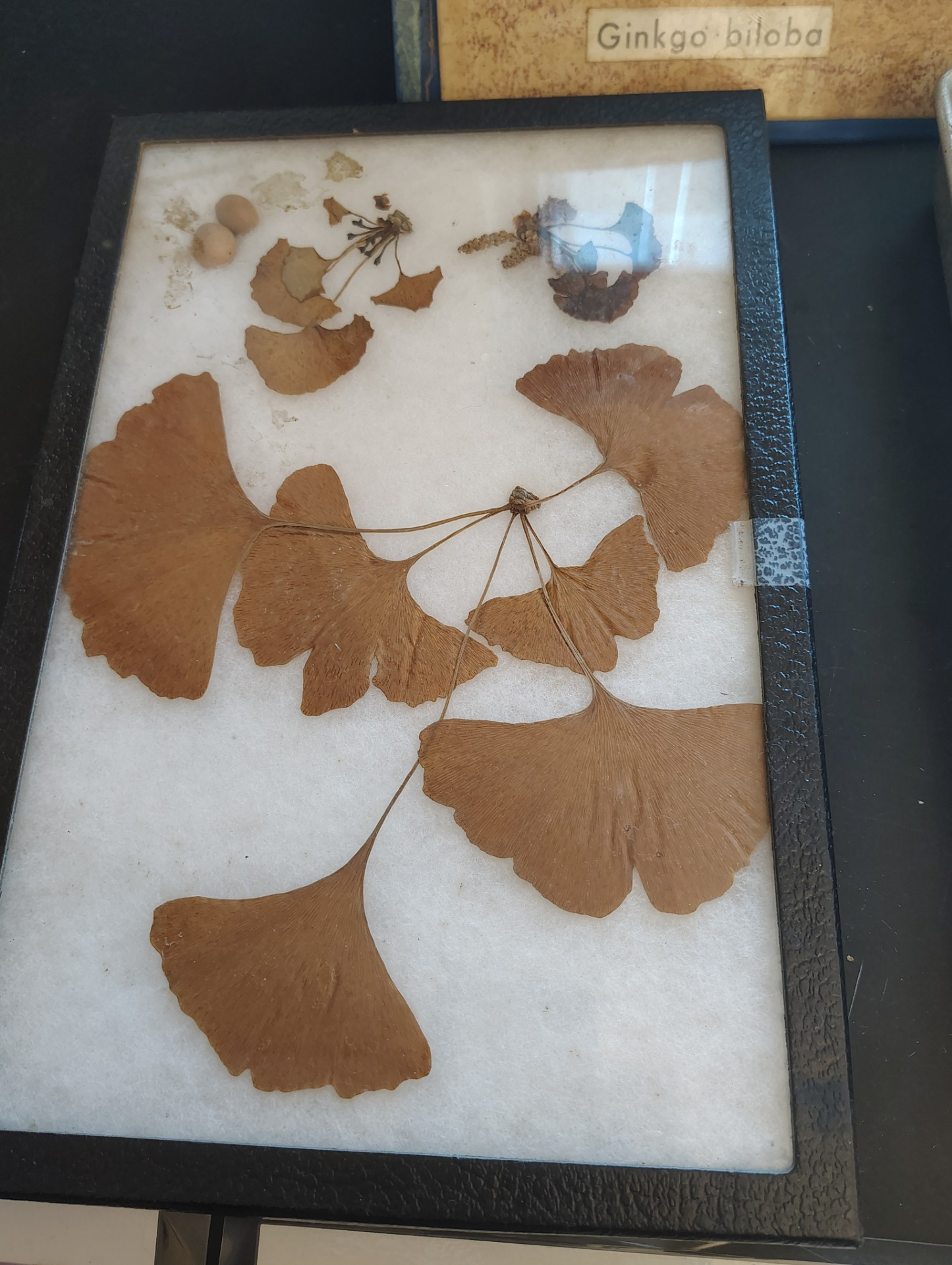 <p>Gymnosperms </p><ol><li><p>Name the phylum</p></li></ol><p></p>