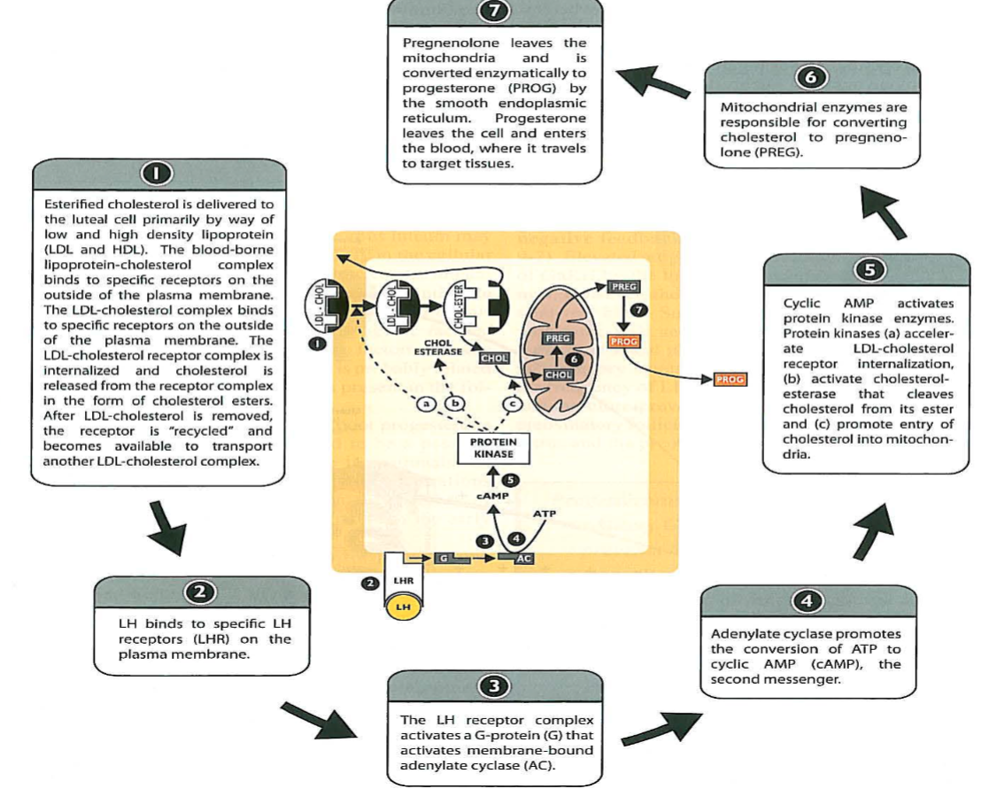 <p>What is required for progesterone synthesis by luteal cells and how does LH stimulate it? </p>