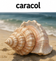 <p>caracol</p>