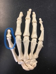 <p>How many phalanges make up the thumb?</p>