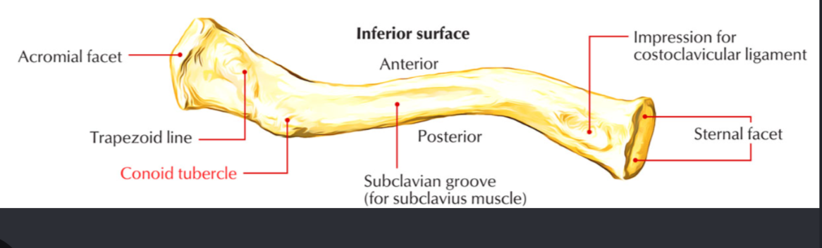 <p>Conoid tubercle</p>