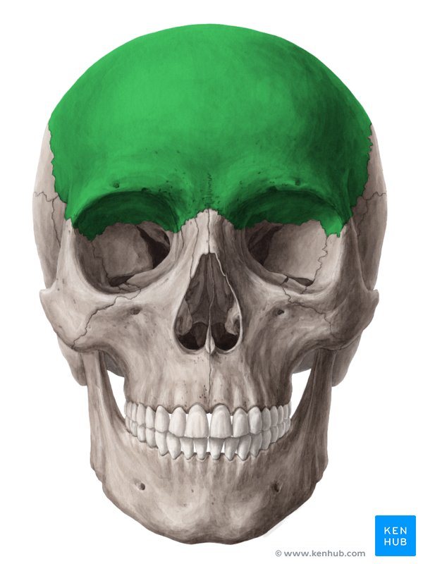 <p>What bone is this?</p>