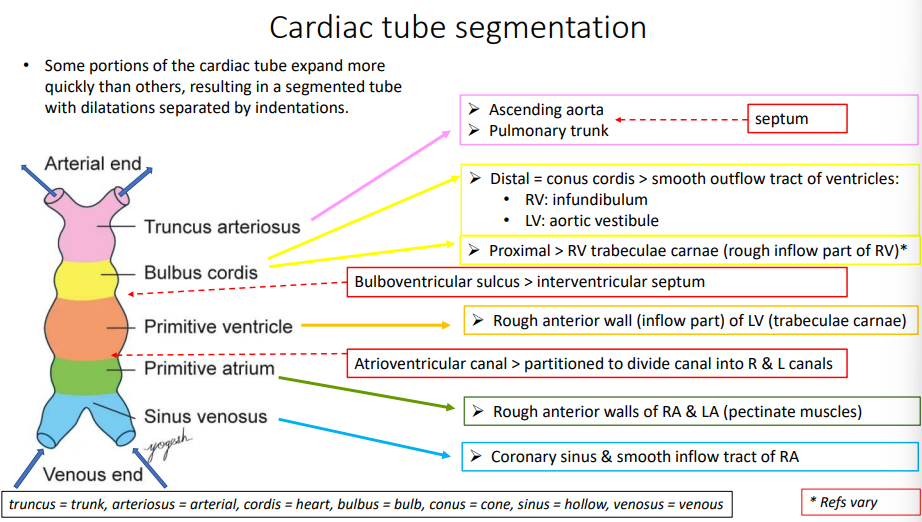 <ol><li><p>truncus arteriosus</p></li><li><p>bulbus cordis</p></li><li><p>bulboventricular sulcus</p></li><li><p>primitive ventricle</p></li><li><p>atrioventricular canal</p></li><li><p>primitive atrium</p></li><li><p>sinus venosus</p></li></ol><p></p>