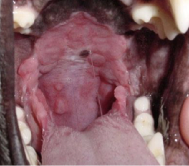 <p>What disease is seen in young animals 1-7 years of age and is typically palatal lesions with no clinical signs?</p>