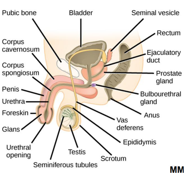 <ol><li><p><span style="background-color: transparent;"><strong>Seminal vesicles (2)</strong></span></p><ol><li><p><span style="background-color: transparent;">Fluid made of Fructose (E) &amp; Prostaglandins (uterine contractions that secrete into vas deferins</span></p></li></ol></li><li><p><span style="background-color: transparent;"><strong>Prostate gland</strong></span></p><ol><li><p><span style="background-color: transparent;">Fluid with<strong> citrate</strong> *nutrient) that <strong>secretes into urethra&nbsp;</strong></span></p></li></ol></li><li><p><span style="background-color: transparent;"><strong>Bulbourethral glands (2)</strong></span></p><ol><li><p><span style="background-color: transparent;">Fluid with<strong> mucus </strong>(neutralizes acidic urine) tha<strong>t secretes into urethra&nbsp;</strong></span></p></li></ol></li></ol><p><br></p>