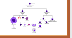 <p>common myeloid progenitor turns into</p>