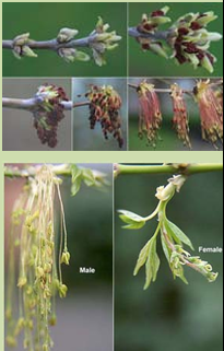 <p>dioecious (have both male and female plants)</p>