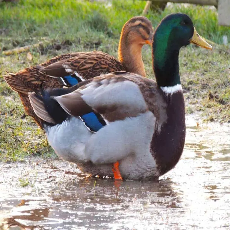 <p>identify</p>