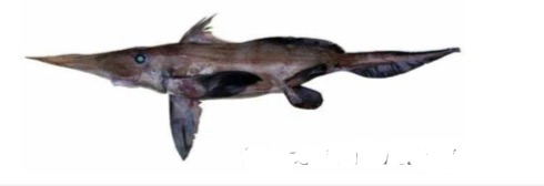 <p>Especie</p>