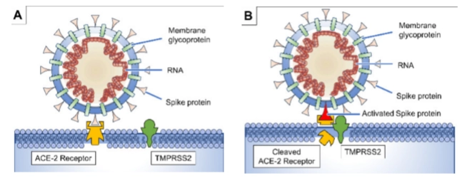 <ul><li><p><strong>De binding (A):</strong> Het coronavirus gebruikt zijn <strong>Spike protein</strong> om te binden aan de <strong>ACE-2 receptor</strong> op de gastheercel (zoals long- of darmepitheelcellen).</p></li><li><p><strong>De activatie (B):</strong> Een menselijk knipenzym op het celmembraan, <strong>TMPRSS2</strong>, knipt een stukje van de ACE-2/Spike-verbinding af (<em>Cleaved ACE-2 Receptor</em>).</p></li><li><p><strong>Het gevolg:</strong> Dit activeert het spike-eiwit, waardoor het virusmembraan direct versmelt met het celmembraan van de menselijke cel (<strong>uncoating at cell membrane</strong>). Het RNA glijdt direct de cel in zonder dat er per se een endosoom nodig is.</p></li></ul><p></p>