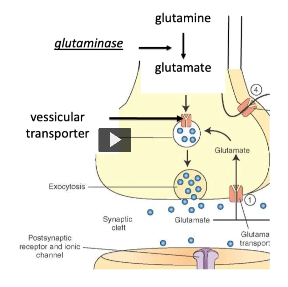 <p><u>Glutamate</u></p><p><strong>Excess glutamate</strong> <strong>must</strong> <strong>be rapidly cleared </strong></p><p><strong>Glial cells absorb glutamate</strong> <strong>via transporters</strong> and <strong>convert it back to glutaMINE</strong>, which is then <strong>recycled back to neurons</strong>. </p><p>In pair, <strong>glutamate clearance</strong> is <strong>implicated</strong> in <strong>diseases</strong> like<strong> ALS</strong> and <strong>Alzheimer’s disease</strong>.  </p><p>In this picture, we can see the <strong>process of glutamine synthesis</strong> and <strong>clearance. </strong></p>