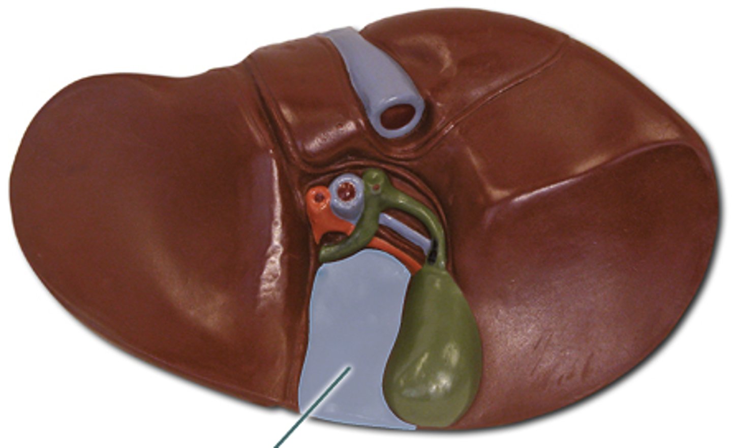<p>medial segment of the right lobe of the liver</p><p>gall bladder right next to it</p>