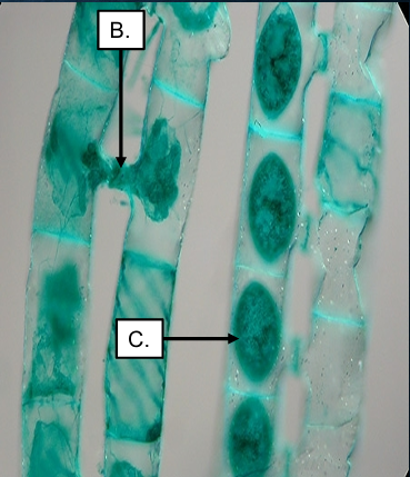 <ol><li><p>What is the name of the structure at letter B?</p></li><li><p>What is the name of the structure at letter C?</p></li><li><p>What is the name of the process of sexual reproduction?</p></li></ol><p></p>