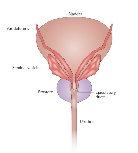 <p>Vas deferens’ function is to <strong>store</strong> and <strong>transport</strong> <strong>sperm</strong> to the <strong>ejaculatory</strong> <strong>duct</strong></p>