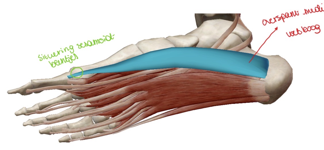 <p><span><span>Sesamoidbeentjes</span></span></p><p><span><span>= 2 kleine beentjes die thv de plantaire zijde van het MTP gewricht in de 1e&nbsp; straal liggen.</span></span></p><p><span><span>Het zijn beenderige structuren die in een pees liggen.</span></span></p>