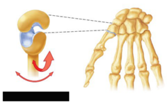 <p>Biaxial Joint</p>