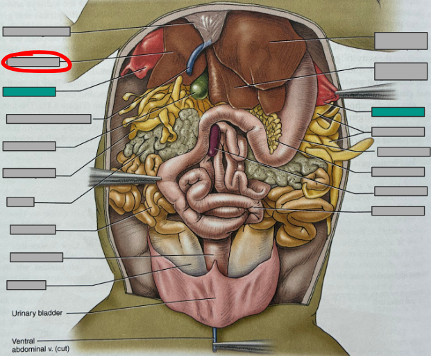 <p>What part of the organism is this?</p>