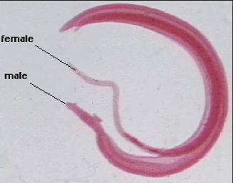 <p>FEMALE living INSIDE of the MALE </p>