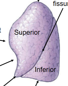 <p>Commonly has only 2 lobes (superior and inferior). Seperated by a single fissure = <strong>oblique</strong>. Superior lobe has special lingula feature (drops down lower than most of the inferior lobe). Cardiac notch present for heart to rest in. Only has 2 secondary bronchi lobules. Apex at the top portion (reverse from the heart). </p>