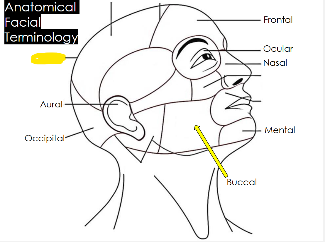 The temple area on the side of the head, between the eye and ear