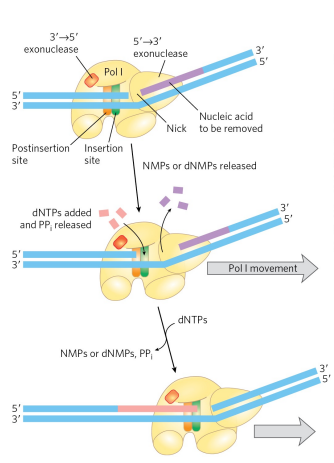 <p>Nick translation (not actually translation). The 3’→ 5’ domain is in front of the enzyme and performs nick translation. Nick translation is when a break or nick in the DNA is moved along the enzyme (DNA Pol removes nucleotides one by one after the initial nick). The active site of DNA Pol I comes along behind the 5’ → 3’ exonuclease and adds nucleotides. The purpose of this is for DNA repair and the removal of RNA primers during replication. (btw for nick translation to occur, there has to be a nick present already in the backbone of the DNA). </p>